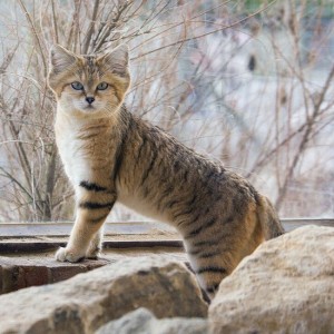 sandcat, photo from mental floss
